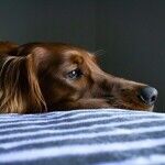 Canine Influenza Very Contagious