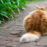 Cats' Tails Tell Tales