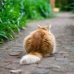 Cats' Tails Tell Tales