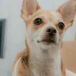 Puppy's Hernia Needs Surgical Repair
