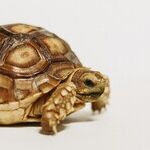 Pet Turtles Carry Salmonella