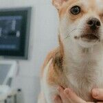 Chronic Valve Disease Common Cause of Heart Murmur