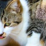 Cats Require Meat-Based Diets