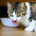 Cats Require Meat-Based Diets