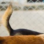 Tail Docking Causes Communication Challenges and Pain