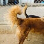 Tail Docking Causes Communication Challenges and Pain