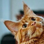 Simple Blood Test Detects Heart Disease in Cats