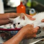 Anti-anxiety Medication Helps Cat Relax at Animal Hospital