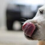 Dog Saliva Is Not Antiseptic