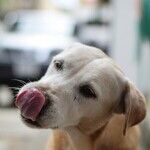 Dog Saliva Is Not Antiseptic
