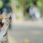 Painful Tooth Resorption Common in Cats
