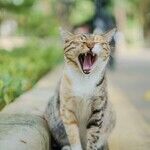 Painful Tooth Resorption Common in Cats