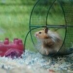 Hamsters Prefer Large Metal Exercise Wheels