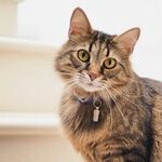 Cat's Lymphoma Not Contagious