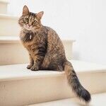 Cat's Lymphoma Not Contagious