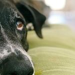 Canine Bladder Cancer Associated With Herbicides and Pesticides