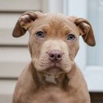 Puppy's Demodectic Mange Not Contagious
