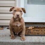 Puppy's Demodectic Mange Not Contagious
