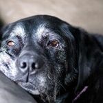 Common Disease in Senior Dogs Makes Breathing Difficult