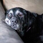 Common Disease in Senior Dogs Makes Breathing Difficult