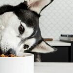 Veterinary Homeopathy Worse Than Ineffective