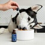 Veterinary Homeopathy Worse Than Ineffective