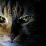 Colorful Reflector in Cat's Eye Enhances Night Vision
