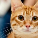 Arthritis Treatment Safe for Cats With Kidney Disease