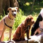 Reward-Based Training More Effective and Humane Than Aversive Training