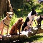 Reward-Based Training More Effective and Humane Than Aversive Training