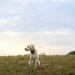 Paintballs Toxic to Dogs