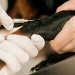 Vaccines Safe for Senior Dogs