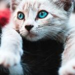 Spay Cat to Prevent Surprise Pregnancy, Uterine Infection and Mammary Cancer