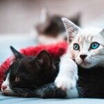 Spay Cat to Prevent Surprise Pregnancy, Uterine Infection and Mammary Cancer