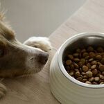 Pet Food Processed for Complete, Balanced Nutrition