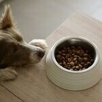 Pet Food Processed for Complete, Balanced Nutrition