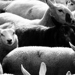 Sheep And Black Sheep: The GOP Goes Full Hezbollah