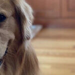 Tuesdays With Charlie: A Golden Retriever Goes to College