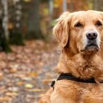 Time With Teddy: It's Good to Share a Dog's Life