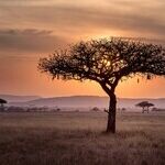 Into the Breach: Global Camps Africa Works to Rescue Africans' Future