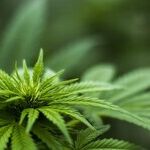 A Middle Course on Marijuana Laws
