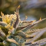 Marijuana Bans Going Up in Smoke