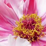 The Unruly Nature of Our Inner Selves