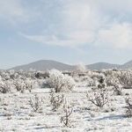 Reflection on the Awkward Times That Lead to Spring