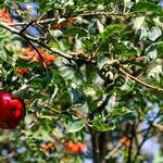 Why Are We So Mad at Low-Hanging Fruit?