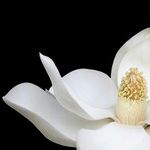Falling Outside the Lines of Purity