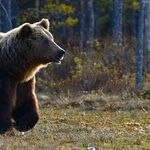 You Say Don't Poke the Bear, but the Bear Is Already Here