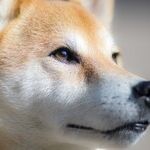 A Guide to Crypto, NFTS and the Metaverse for Those Hiding in a Hole
