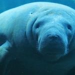 Once and For All, Where Is the Manatee Emoji?