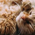 Cats Are Having a Redemption Arc